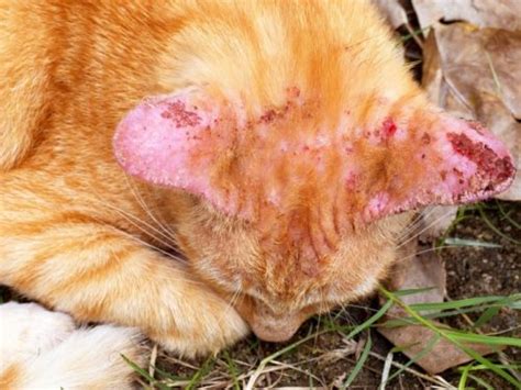 Ringworm In Cats Veterinary Solutions Indicators Therapy