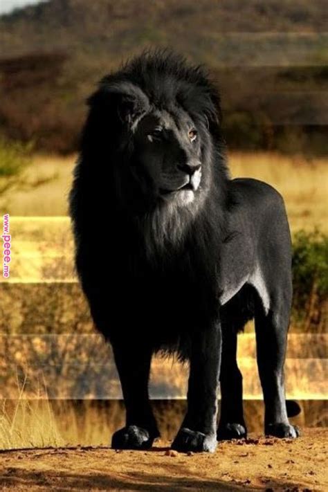 Rare Black Lion Creatures Great And Small Pinterest Beautiful