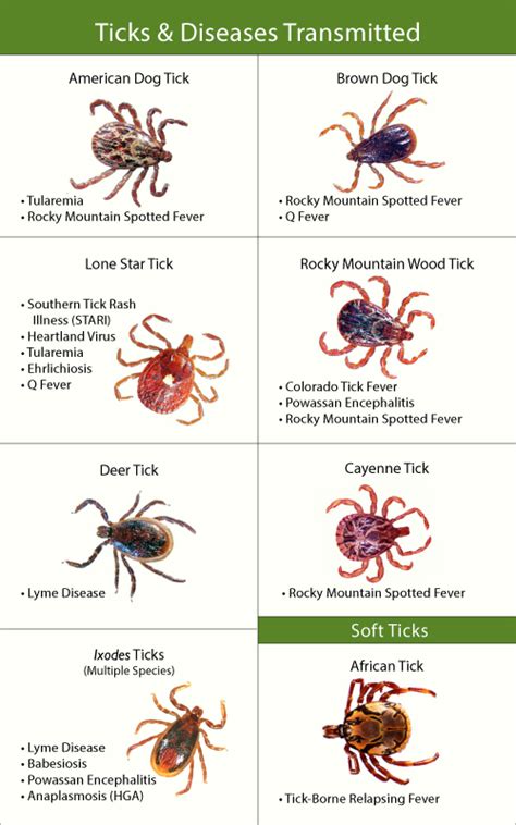 Ticks And Fleaes That Can Be Found In Different Types Of Animals