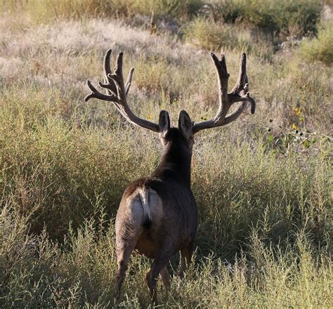 Big Mule Deer Buck Still In Velvet Mule Deer Mule Deer Buck Deer