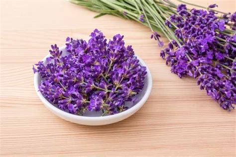9 Manfaat Bunga Lavender Yang Jarang Diketahui Alodokter