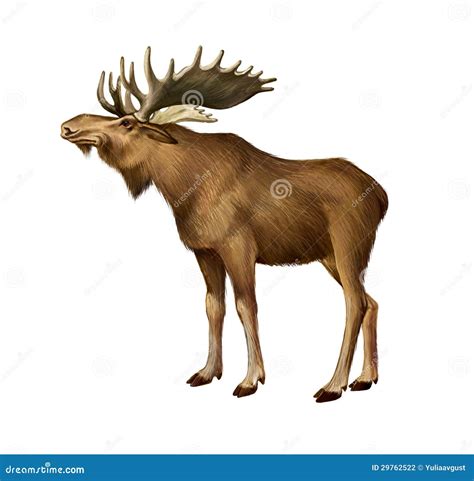 Adult Moose Standing Side View Stock Illustration Illustration Of