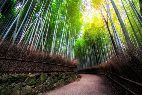Arashiyama Bamboo Forest Famous Place Kyoto Japan Stock Photo Image