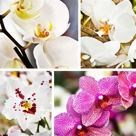 There Are Tons Of Orchid Varieties To Choose From The Orchid You