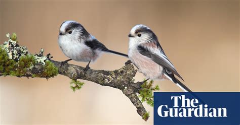 A Twittering Troupe Of Acrobats Birds The Guardian