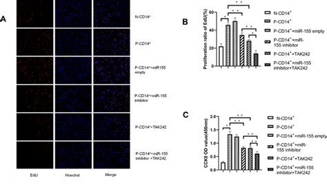 mir 155 and tlr4 regulate cd14 monocyte proliferation a edu download scientific diagram