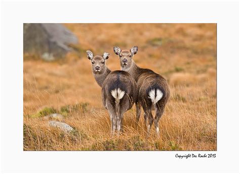 Sika Deer I Spent A Few Hours In The Wicklow Hills Today I Flickr