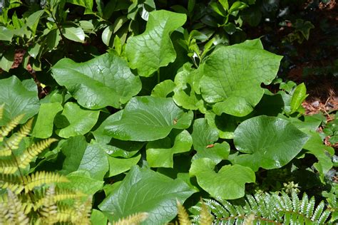 Perennial Waxy Leaf Waxy Perennials Herbs Leaves Garden Garten