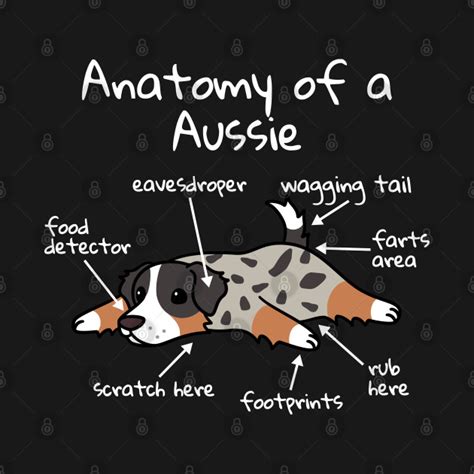 Anatomy Of A Australian Shepherd Australian Shepherd T