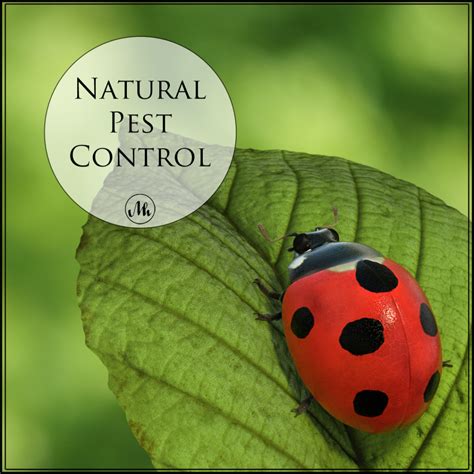 Ladybugs Natural Pest Control Mindy Hibbard Real Estate Team