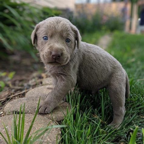 We do not rehome our. AKC male Silver Lab puppy with green collar in Dallas Center, Iowa | Silver lab puppies ...