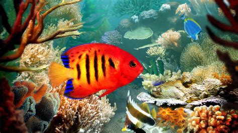 3d Aquarium Wallpaper 52 Images