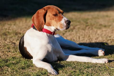 Coonhound Profile Dee Dee Relaxing In The Sun Vince Curletta Flickr