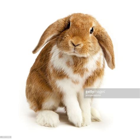 Brown And White Coloured Lop Rabbit Ears Down On White Cute Baby