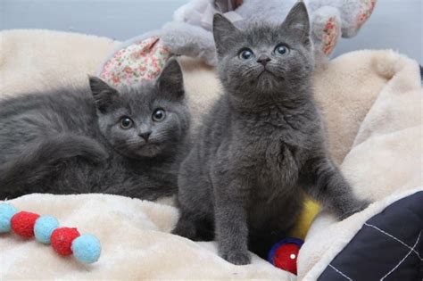 Blue And Chocolate Point Ragdoll X Bsh Kittens In Oxford Road