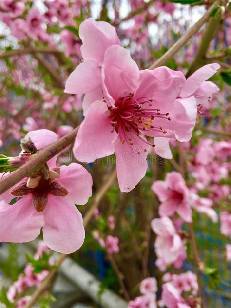 Pink Peach Flower Stock Image Image Of April Growth 90476789