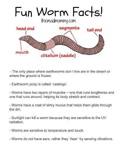 The Diy Wormery Project Make Your Own Wormery Worm Facts Worms
