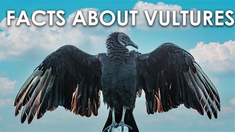 Fun Facts About Vultures Wildlife Birds Carnivorous Vultures Eat Carrion Youtube