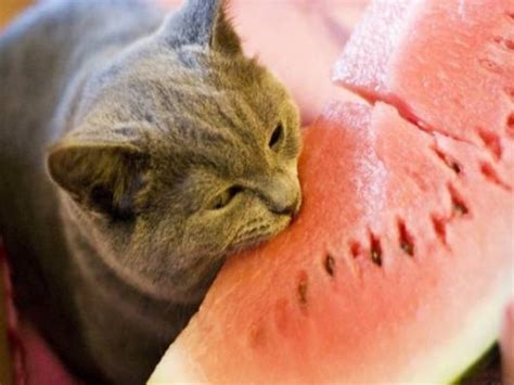 Animals Who Love Eating Watermelon Fun Picture Watermelon Cat Cats