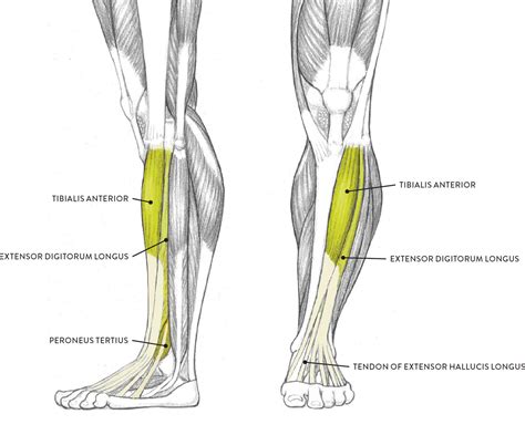 Muscles Of The Leg And Foot Classic Human Anatomy In Motion The