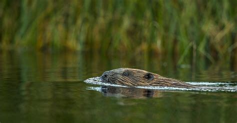 Scottish Beavers Are Now A Protected Species Natural History Museum
