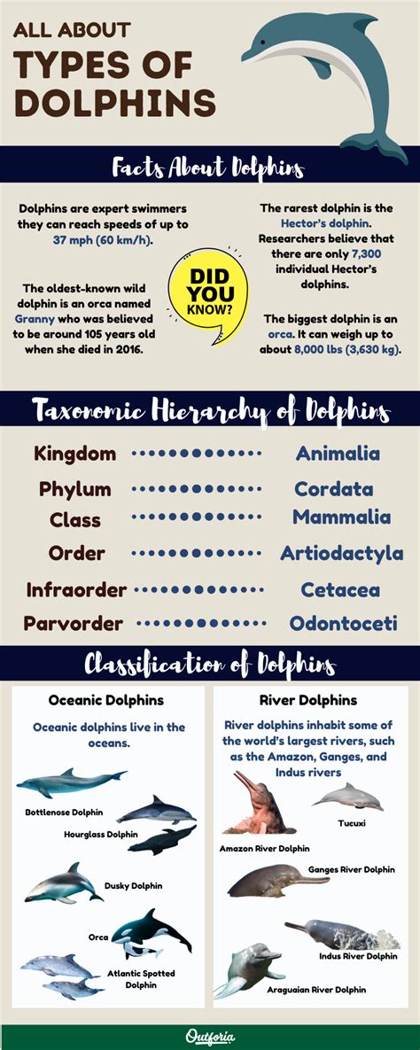 25 Różne Rodzaje Gatunków Delfinów Obrazki Fakty I Wykres Outforia