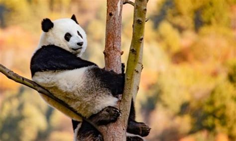 Giant Pandas Play In Wolong Global Times