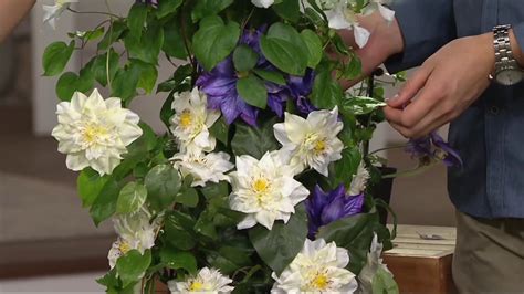 Roberta S 4 Piece English Cottage Double Flowered Clematis On Qvc Youtube