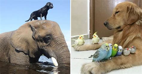 25 Adorable Photos Of Unlikely Animal Best Friends Bouncy Mustard