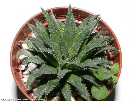 Its native range is southern africa. Суккулентные растения, Петр Лапшин, каталог для заказа ...