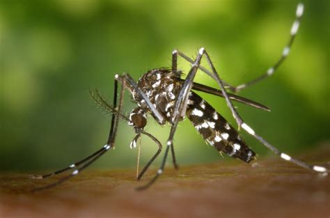 Asian Tiger Mosquitos Disease Spreading Potential Worries Health