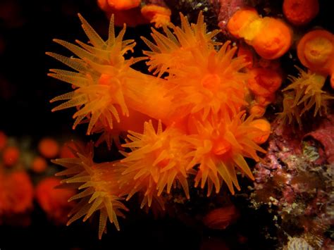 Orange Coral Astroides Calycularis Atlantis Gozo
