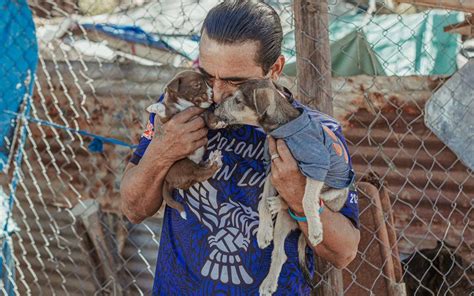 Refugio Amor A Los Perros Solicita Apoyo De La Ciudadanía La Voz De