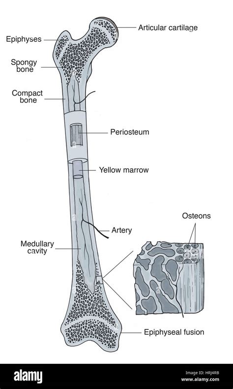 Epiphyseal Bone Hi Res Stock Photography And Images Alamy