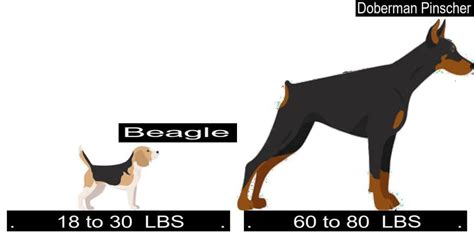 Why You Should Get The Beagle Instead Of The Doberman Pinscher Good
