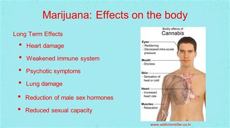 Long Term Effects Of Cannabis