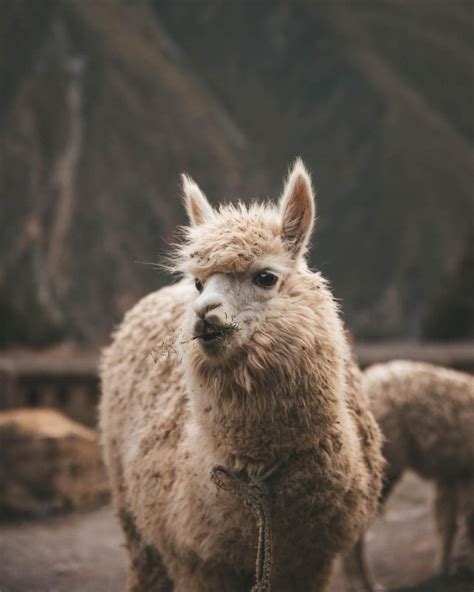 Alpaca En Cusco Animals Adventure Tours Photo And Video