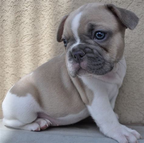 We guide you through the. blue fawn pied French Bulldog | I want this! | Pinterest ...
