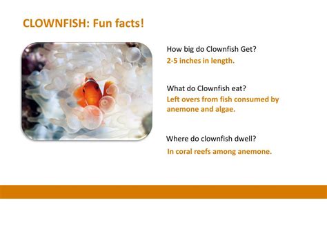 Ppt Clownfish Fun Facts Powerpoint Presentation Free Download Id