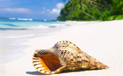 Paradise Vacation Sun Ocean Palm Emerald Sea Beach Seashell