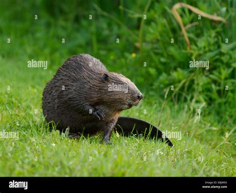 Eurasian Beaver European Beaver Castor Fiber Sitting In A Meadow