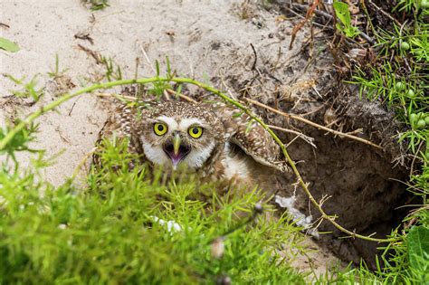 Burrowing Owl Athene Cunicularia Photograph By Vitor Marigo Pixels
