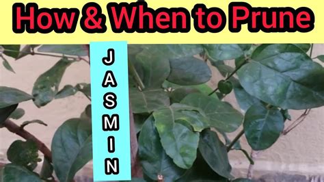 How And When To Prune Jasmine Plant For More Bloom मोगरा फूल देगा कांट