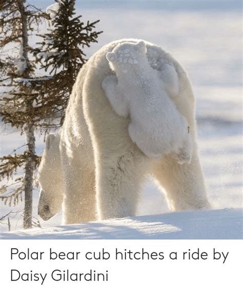 Polar Bear Cub Hitches A Ride By Daisy Gilardini Bear Meme On Meme