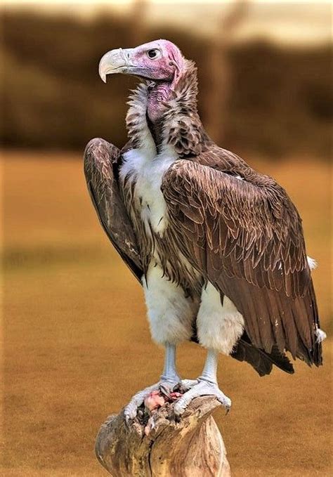 Lappet Faced Vulture Torgos Tracheliotus Pet Birds Vulture