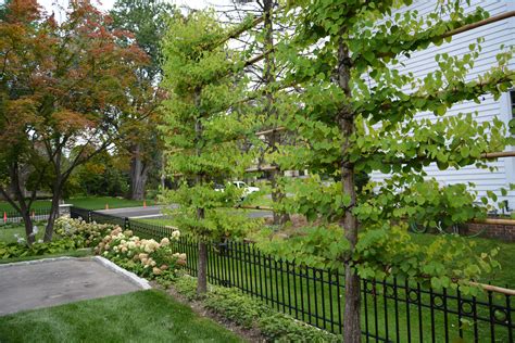Best Trees For Fence Line