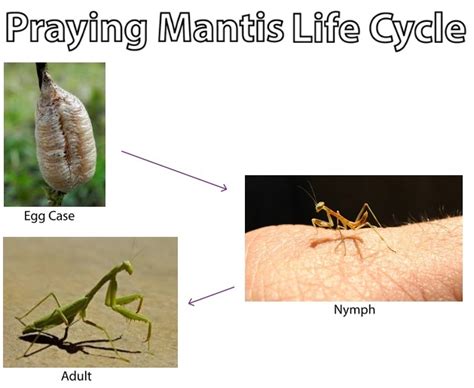 Praying Mantis Life Cycle Clashing Pride