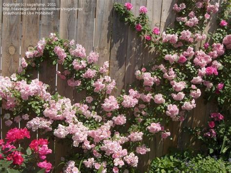 Plantfiles Pictures Climbing Polyantha Rose Old Garden Rose Pinkie