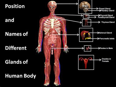 Each type of cell in the human body is specially equipped for its role. Manash (Subhaditya Edusoft): Human Hormone System : Important Biochemicals That Controls Our ...