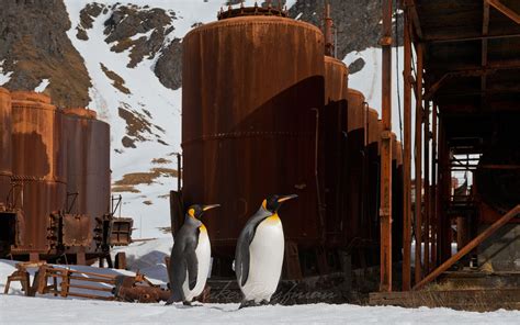 King Penguins Exploring Abandoned Grytviken Whaling